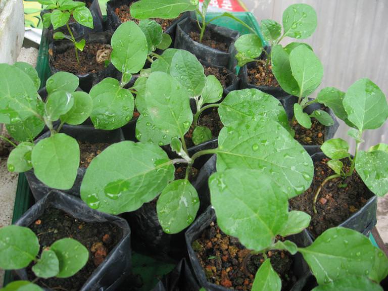 Растить рассаду баклажана не сложно